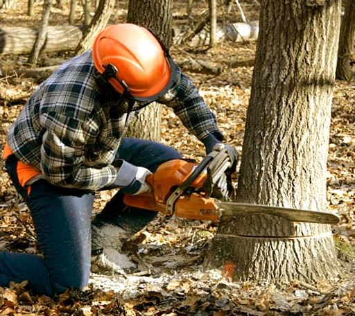 Tree Removal in Ashdown, AR